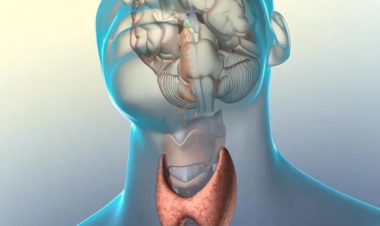 免疫檢查點(diǎn)抑制劑(ICI)導(dǎo)致的主要內(nèi)分泌障礙和管理方法